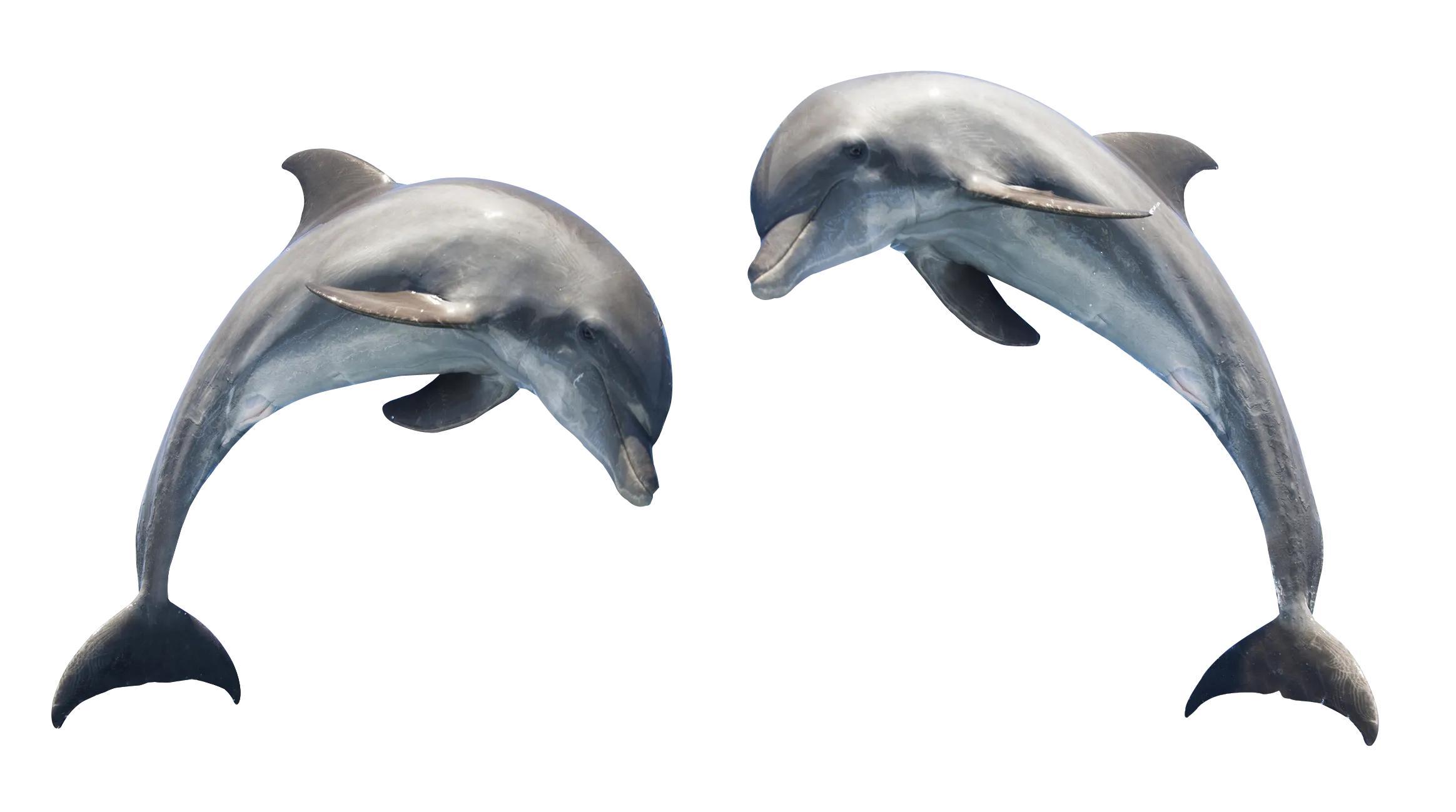 海豚是哺乳动物吗?对于海豚这种动物，相信不少的人都曾经在动物园看见过。它能够在人类的训练中完成不少复杂的动作。。。