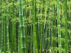 bamboo是什么意思