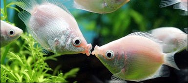 亲嘴鱼死亡原因(接吻可能致命,这两条鱼来告诉你!)