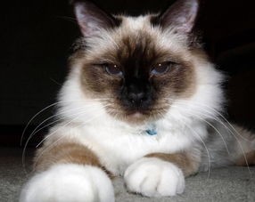 伯曼猫多少钱一只(伯曼猫--被称为护殿神猫,你了解吗?)