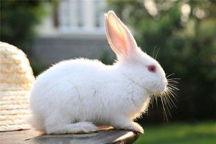 兔子为草食类动物,食物大致可以分三类,兔子吃什么?