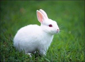 兔子的资料和特点(兔子的特点)