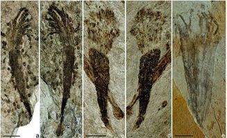 动物化石和鱼化石的地区(我省发现3处化石产地)