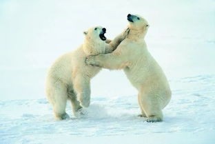 北极熊的皮肤是什么颜色(什么!北极熊的毛,其实并不是白色的……)