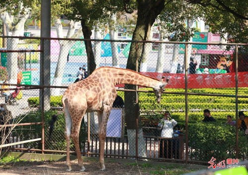 南京红山动物园门票多少钱(南京红山森林动物园游玩随记)