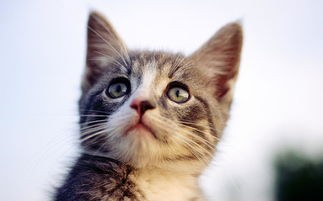可爱猫咪(盘点猫界最可爱的5种猫!你家的排第几名呢?)