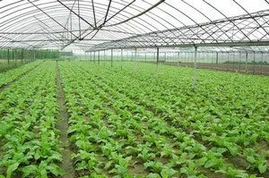 大棚蔬菜种植利润(年收入50万的5个大棚蔬菜)
