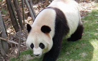 大熊猫吃什么食物为主(大熊猫为什么爱吃竹子?)
