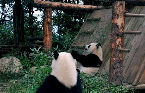 大熊猫的习性(大熊猫的生活习性)