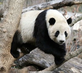 大熊猫的特点和爱好(大熊猫为什么是国宝?高水平的解答来了)