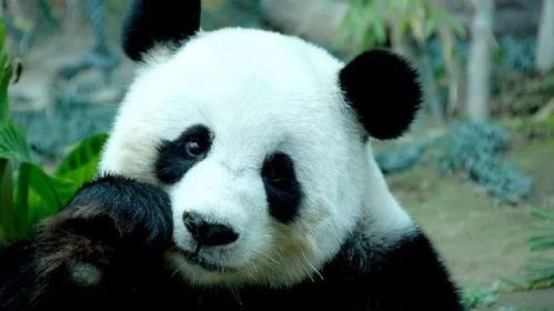 大熊猫的生活习性(大熊猫的生活习性)