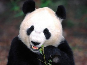 大熊猫资料简介(大熊猫,从深山走向世界的150年)