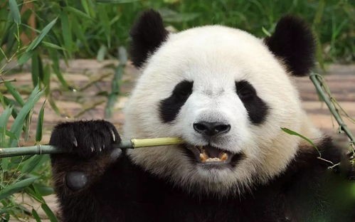 大熊猫资料
