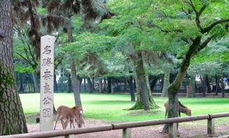 奈良公园在哪个城市(日本奈良公园也太美了吧,一生必去地方之一)