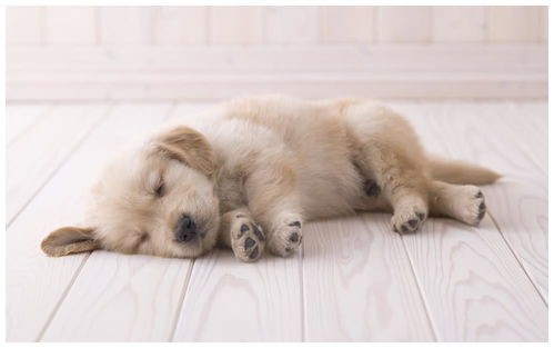 小狗睡觉翻白眼正常吗(若是狗狗这样睡觉,证明它过得很幸福)