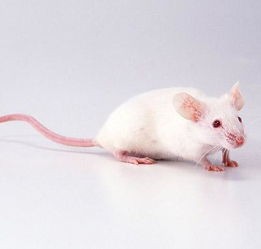 小白鼠是什么意思(揭秘你所不知道的实验动物“小白鼠”)