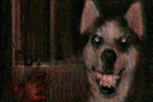 微笑狗为什么吓人 背景故事来自于恐怖传说