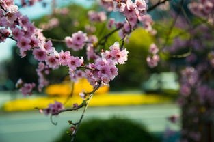 春天有什么花开(5种春季开花树木,种上几株在花园,春天不再遗憾)