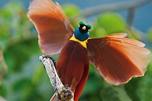 鸟类中最靓丽的“明星”,美到不可方物的——极乐鸟