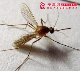梦见蚊子是什么预兆(周公解梦三)