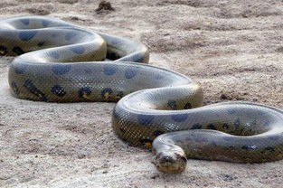 梦见蟒蛇是什么预兆女性(周公解梦三)
