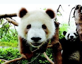棕色熊猫中国有几只(都是国宝,陕西大熊猫有何特别之处?)