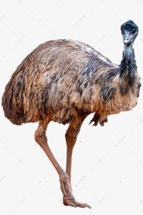 澳洲鸵鸟