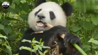 熊猫京京国产动画片(盘点那些以大熊猫为主角的动画片)