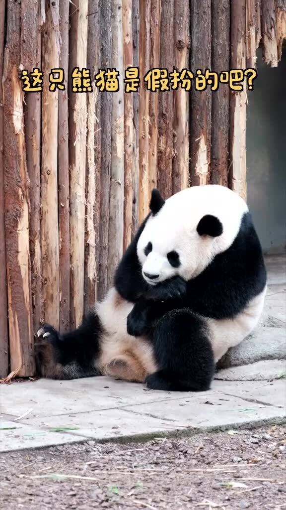 熊猫多少钱