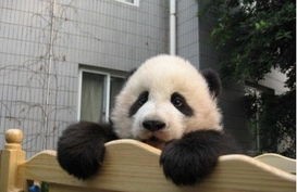 熊猫宝宝出生为什么这么小(大块头的大熊猫,幼崽为何却如此迷你?)