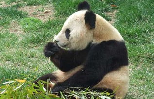 熊猫的特点和生活特征(大熊猫的生活习性)