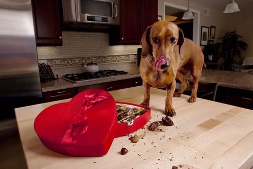 狗吃巧克力为什么会死