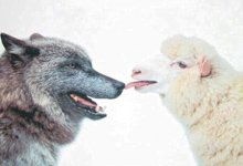 狼爱上羊的故事很感人(狼和羊的爱情故事)