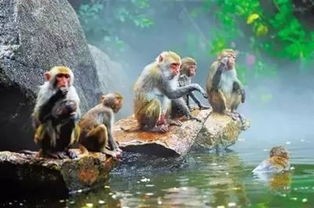猴岛旅游景点介绍(南湾猴岛（18）)