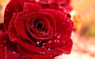 玫瑰的颜色和意义,各种颜色的玫瑰代表什么?玫瑰花语全解读