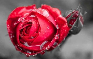 玫瑰代表什么意思(玫瑰颜色品种那么多,弄清花语,准能俘获妹子心)