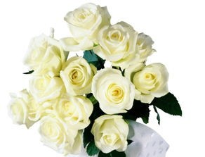 白玫瑰的花语是什么(白玫瑰花语,送白玫瑰代表什么意思?)