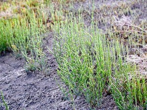 盐角草(世界土壤日-这些长在盐碱地上的"重口味"植物,了解一下?)