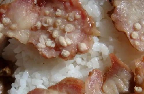 米猪肉(米猪)