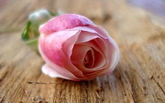 粉玫瑰代表什么(粉玫瑰的4个花语,适合送给少女)