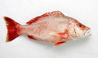 红鲷鱼多少钱一斤2018价格不太贵适合一般家庭食用