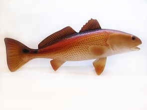 美国红鱼多少钱一斤(媒体助农:上万斤红鱼滞销盼您助力拓销路)