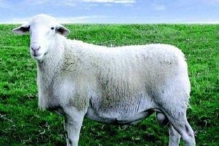 肉羊品种(土豪买来当宠物的10大品种羊)
