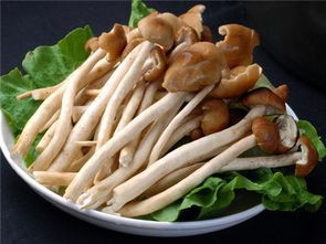 茶树菇的做法(茶树菇的5种家常做法,健康又好吃)