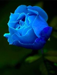 蓝色玫瑰的花语是什么意思(蓝玫瑰)