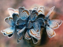 蓝色蝴蝶代表什么(20种蓝色系花的花语,你知道多少?)