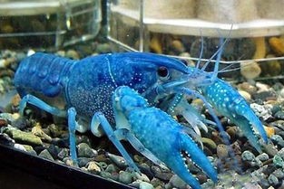 蓝色龙虾