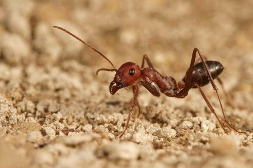 蚂蚁的习性(一组关于蚂蚁的趣知识；蚂蚁能放牧、蓄奴)