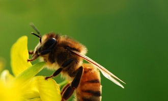 蜜蜂的习性(昆虫小常识-蜜蜂)