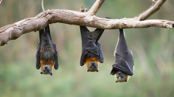 蝙蝠是什么动物类型(蝙蝠是飞行的毒库?然而,将蝙蝠灭绝科学吗?)
